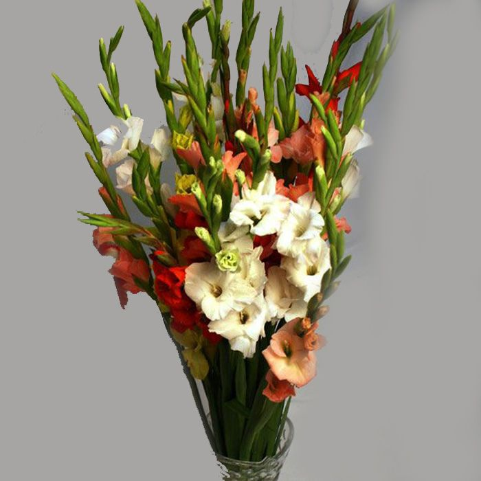 Long-Stem-Glads